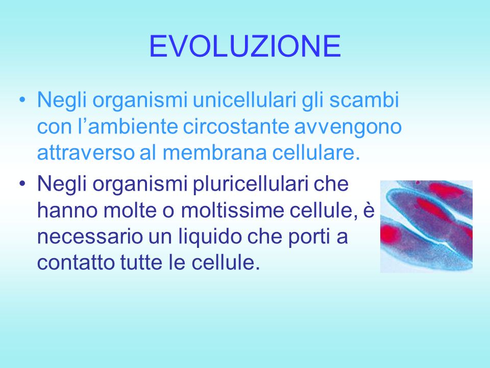 EVOLUZIONE Negli organismi unicellulari gli scambi con l’ambiente circostante avvengono attraverso al membrana cellulare.