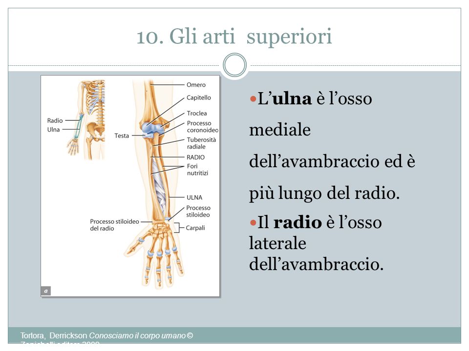 10. Gli arti superiori L’ulna è l’osso mediale dell’avambraccio ed è più lungo del radio. Il radio è l’osso laterale dell’avambraccio.
