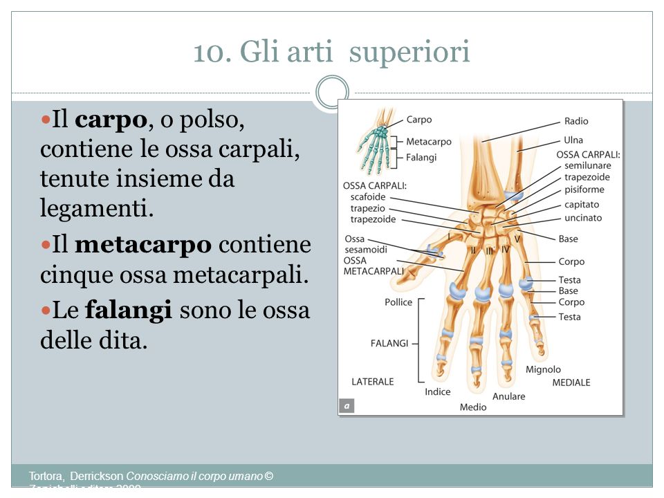 10. Gli arti superiori Il carpo, o polso, contiene le ossa carpali, tenute insieme da legamenti. Il metacarpo contiene cinque ossa metacarpali.