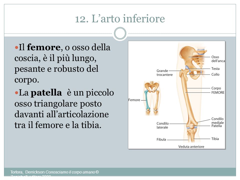 12. L’arto inferiore Il femore, o osso della coscia, è il più lungo, pesante e robusto del corpo.