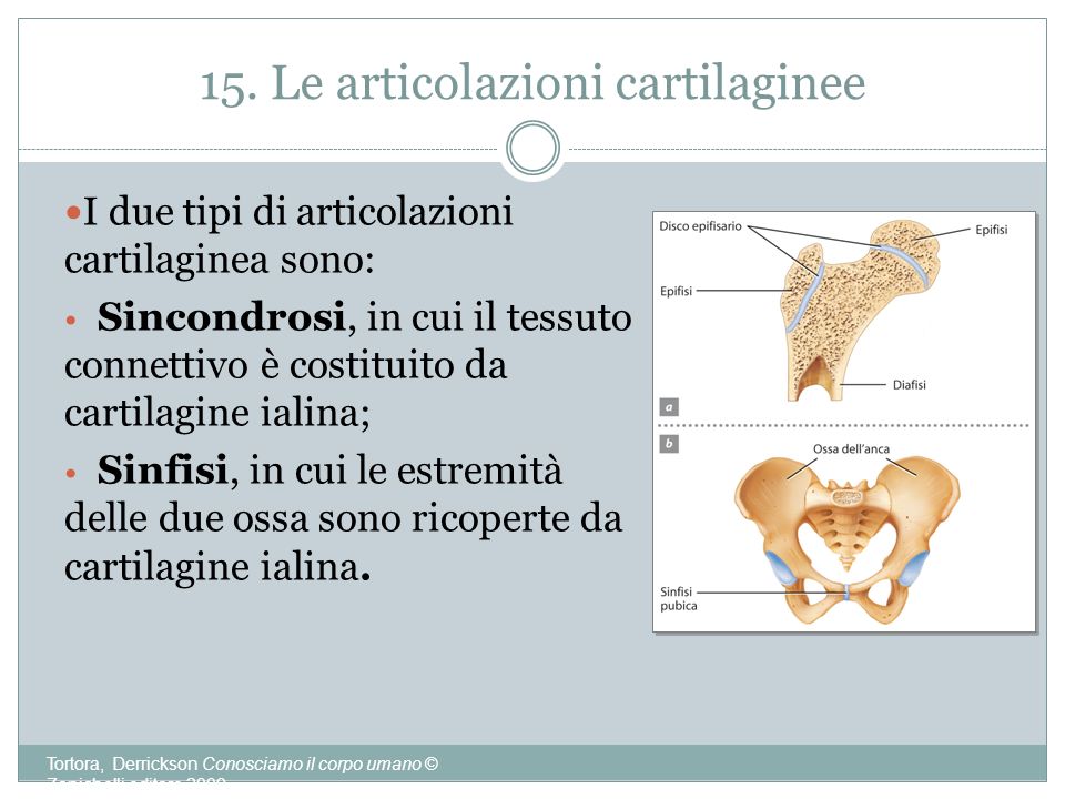 15. Le articolazioni cartilaginee