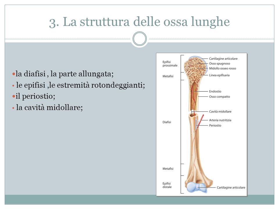 3. La struttura delle ossa lunghe