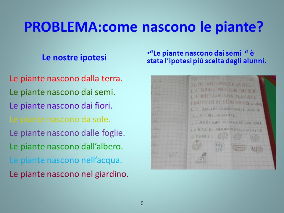 Le Piante Classe Seconda - Le Piante Blog Di Maestra Mile