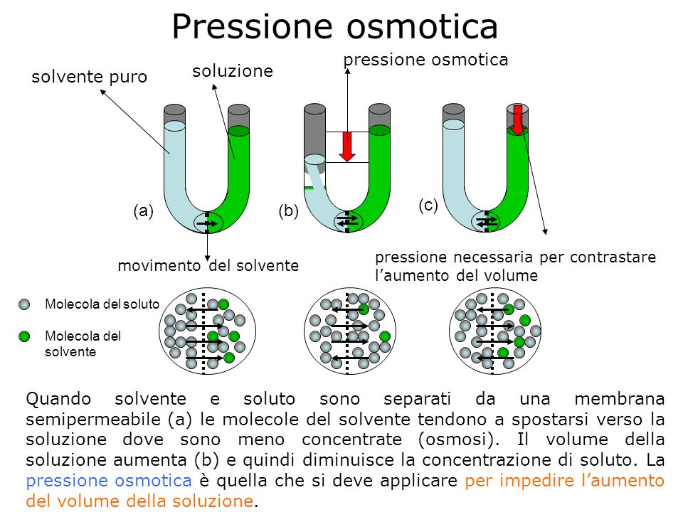 Pressione osmotica pressione osmotica soluzione solvente puro (c) (a)