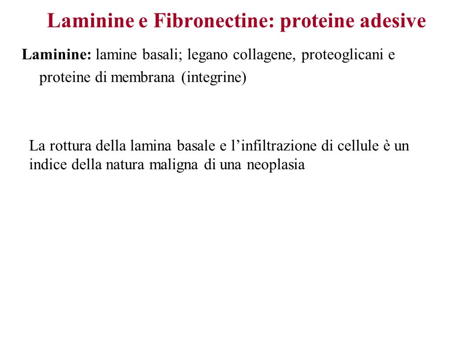 Laminine e Fibronectine: proteine adesive