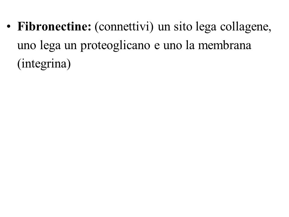Fibronectine: (connettivi) un sito lega collagene, uno lega un proteoglicano e uno la membrana (integrina)