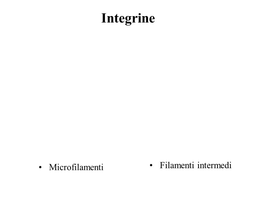 Integrine Filamenti intermedi Microfilamenti