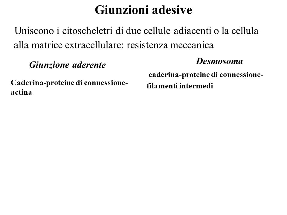 Giunzioni adesive Uniscono i citoscheletri di due cellule adiacenti o la cellula alla matrice extracellulare: resistenza meccanica.