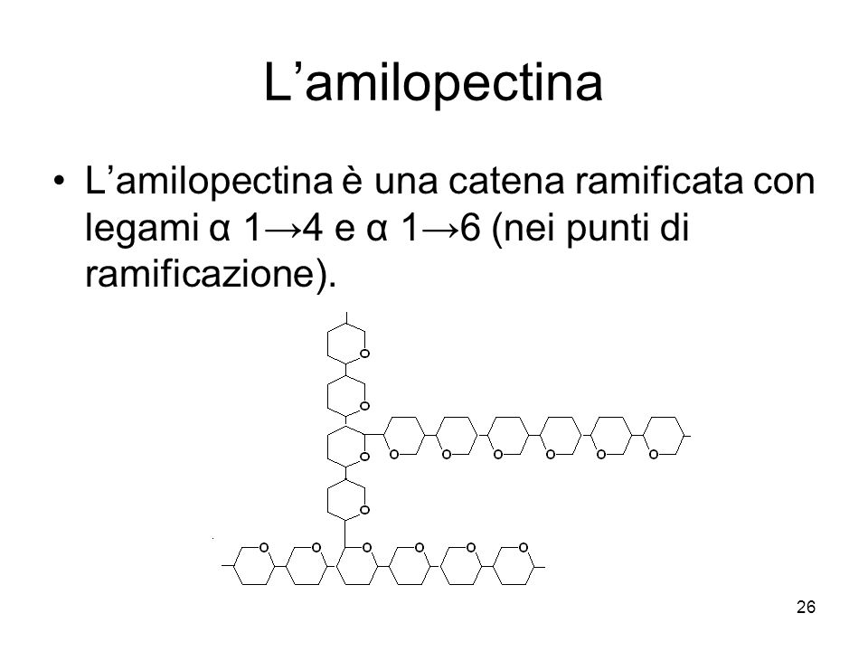 L’amilopectina L’amilopectina è una catena ramificata con legami α 1→4 e α 1→6 (nei punti di ramificazione).