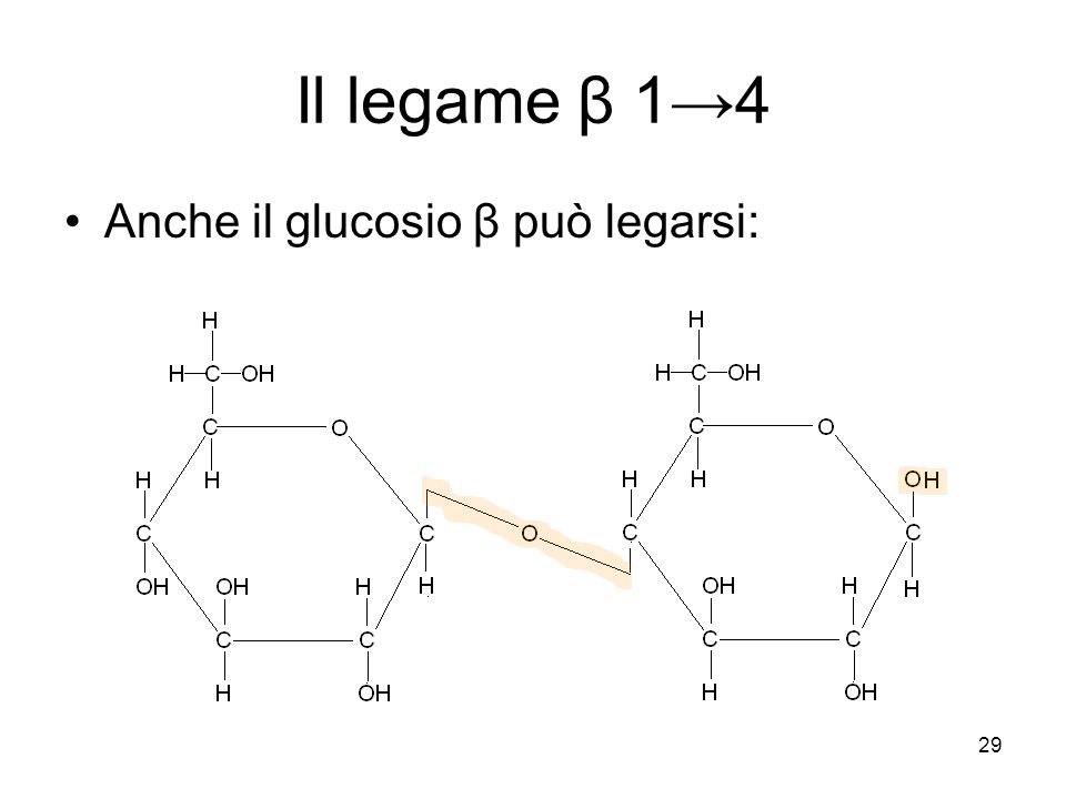 Il legame β 1→4 Anche il glucosio β può legarsi: