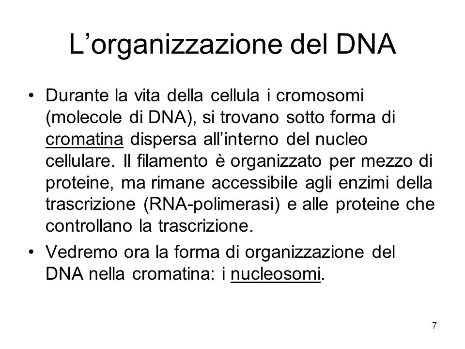 L’organizzazione del DNA