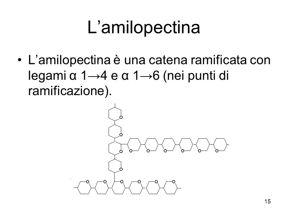 L’amilopectina L’amilopectina è una catena ramificata con legami α 1→4 e α 1→6 (nei punti di ramificazione).
