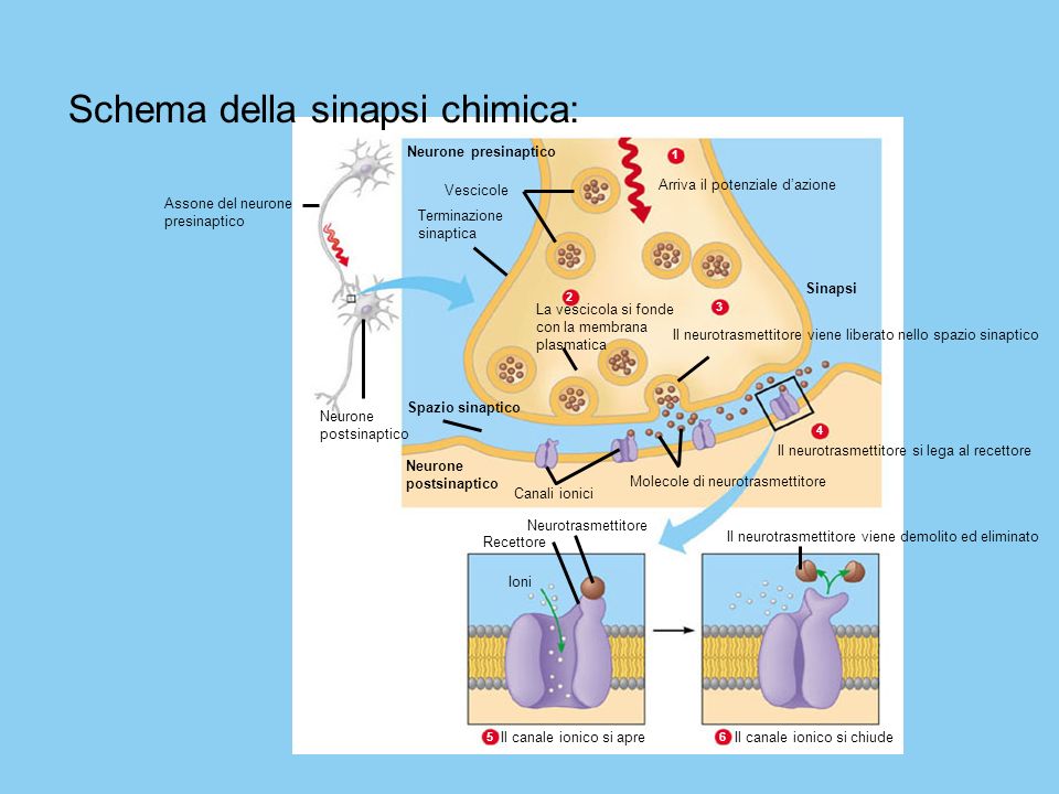 Schema della sinapsi chimica: