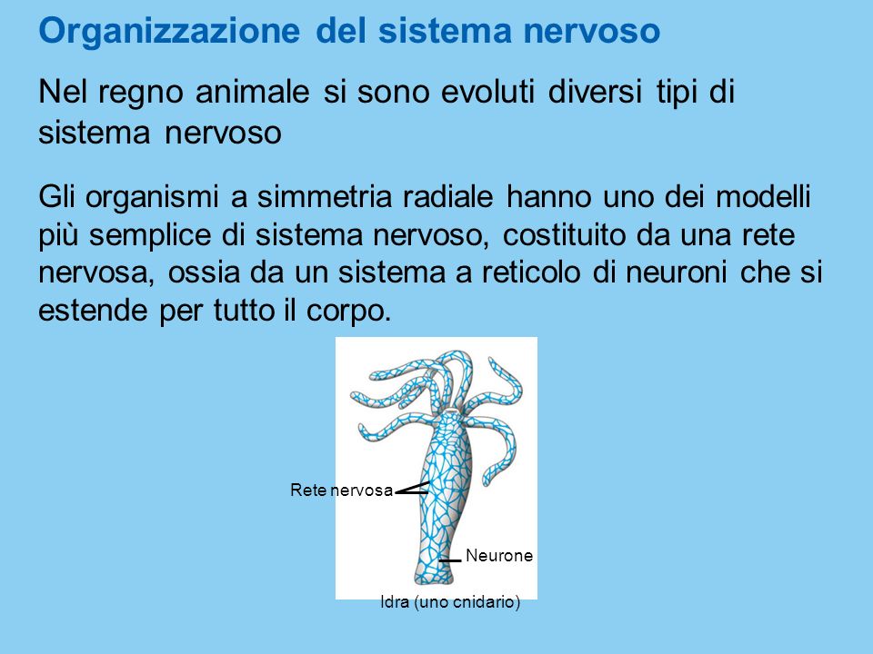 Organizzazione del sistema nervoso