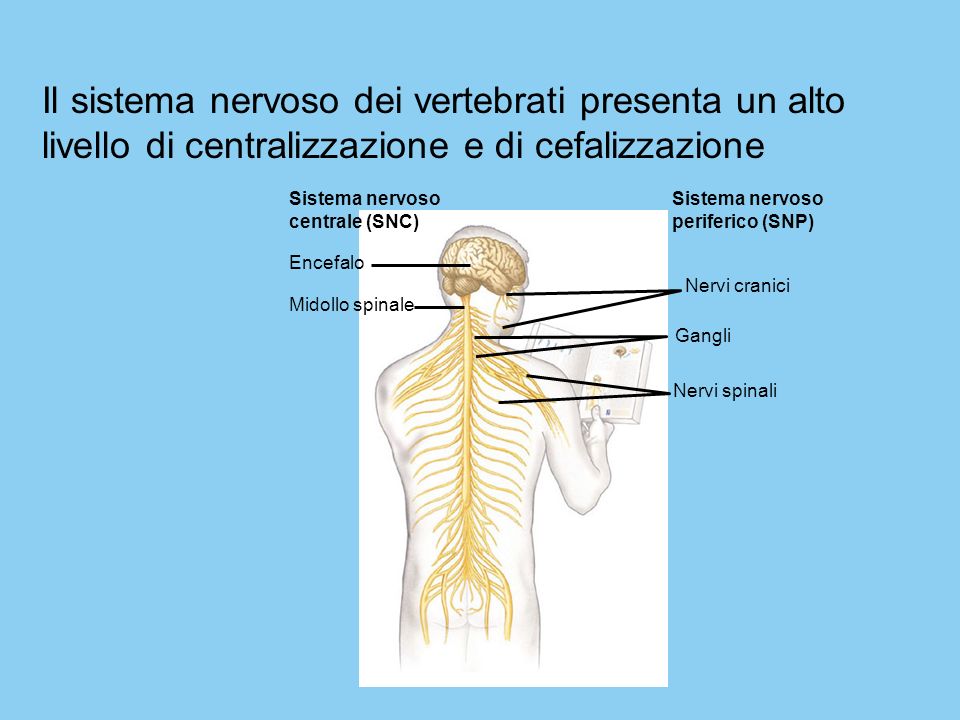 Il sistema nervoso dei vertebrati presenta un alto livello di centralizzazione e di cefalizzazione Sistema nervoso.