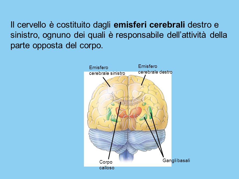 Il cervello è costituito dagli emisferi cerebrali destro e sinistro, ognuno dei quali è responsabile dell’attività della parte opposta del corpo.