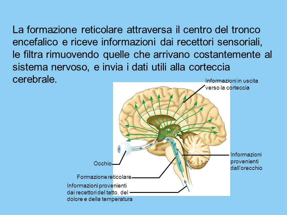 La formazione reticolare attraversa il centro del tronco encefalico e riceve informazioni dai recettori sensoriali, le filtra rimuovendo quelle che arrivano costantemente al sistema nervoso, e invia i dati utili alla corteccia cerebrale.