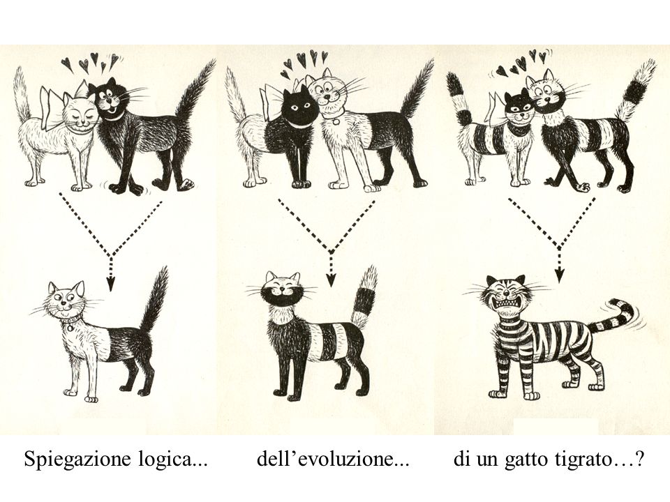 Spiegazione logica... dell’evoluzione... di un gatto tigrato…