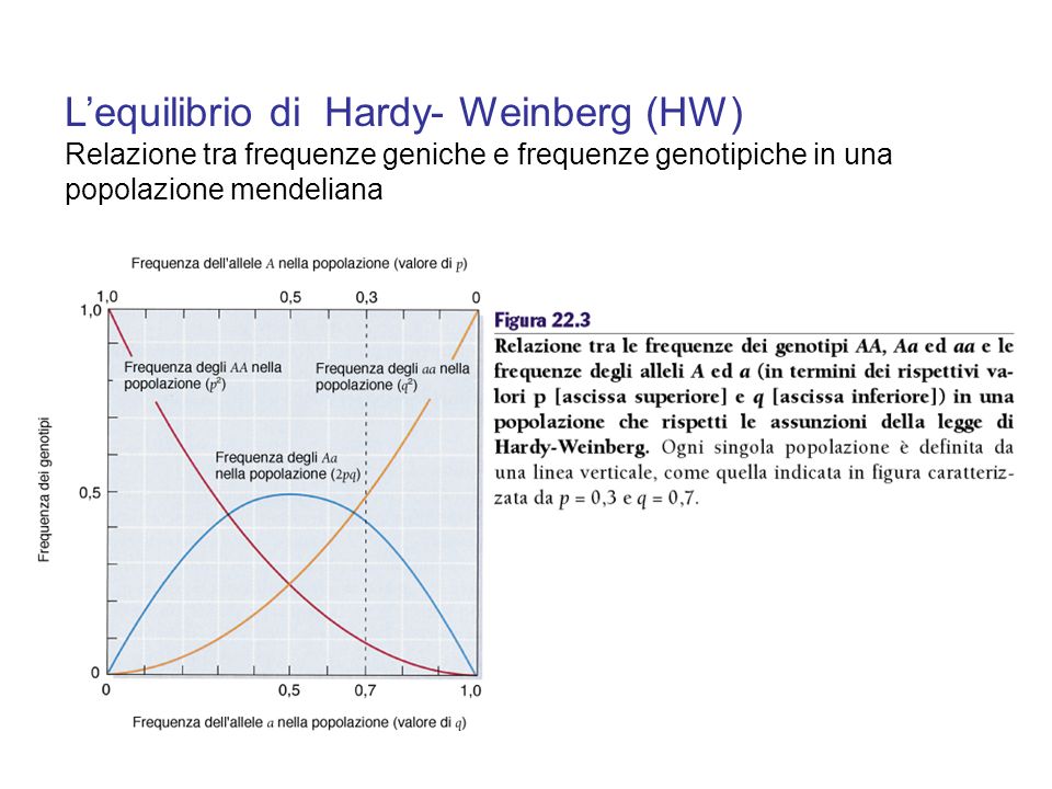 L’equilibrio di Hardy- Weinberg (HW) Relazione tra frequenze geniche e frequenze genotipiche in una popolazione mendeliana