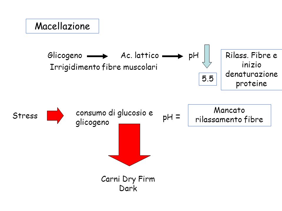 Macellazione Glicogeno Ac. lattico pH