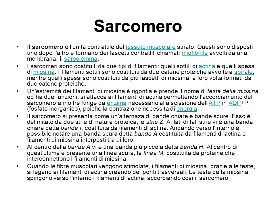 Sarcomero