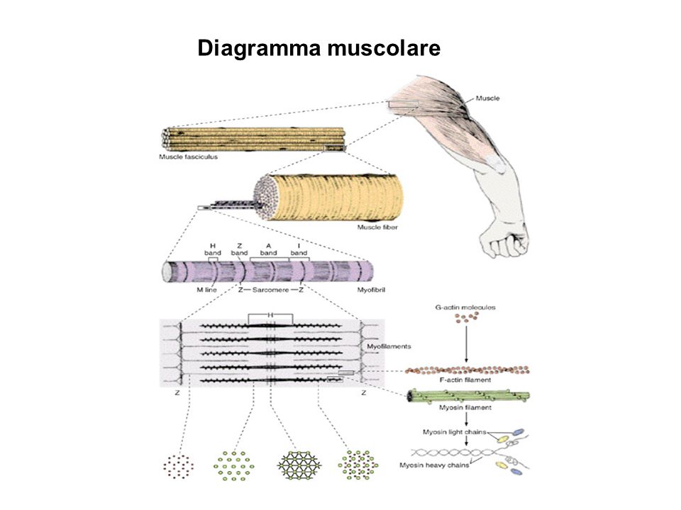 Diagramma muscolare