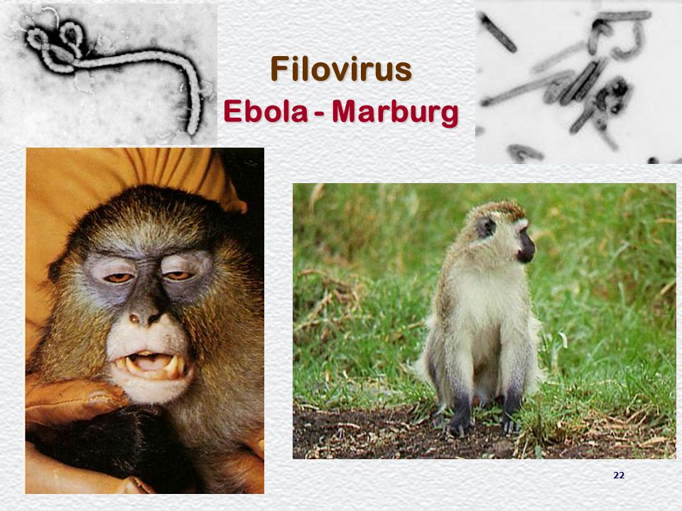 Filovirus Ebola - Marburg