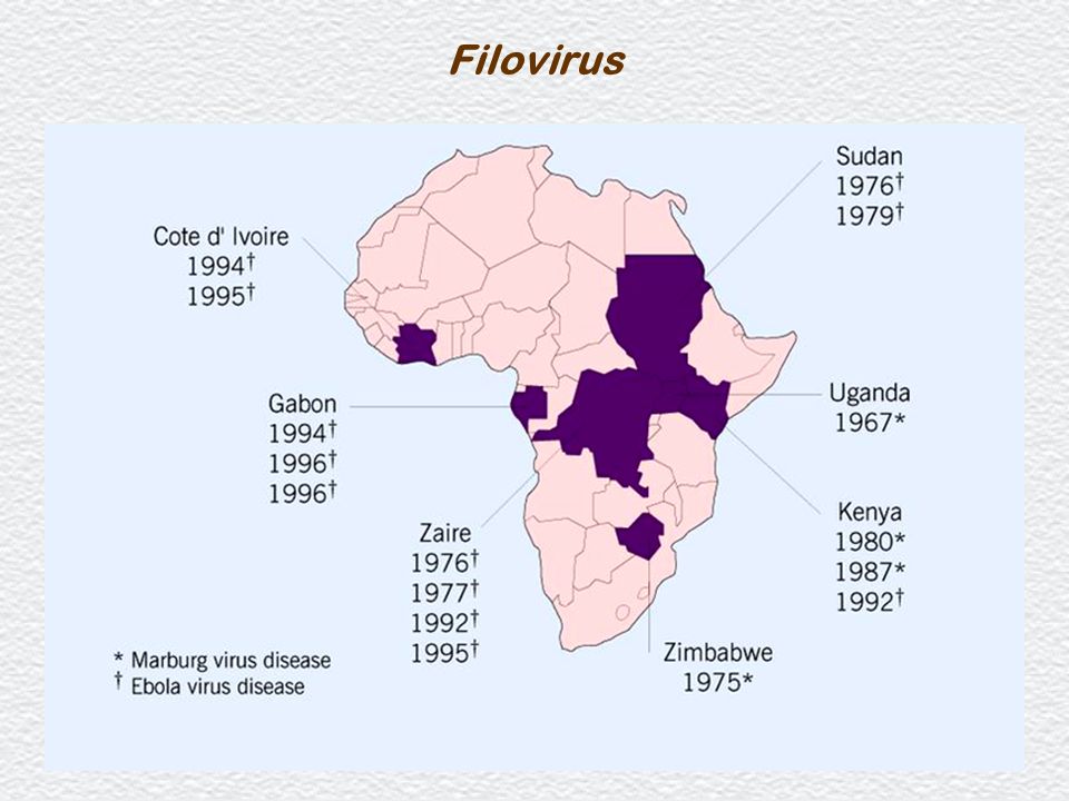 Filovirus