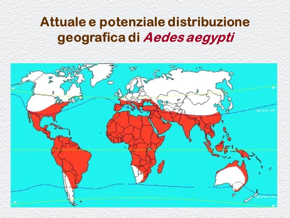 Attuale e potenziale distribuzione geografica di Aedes aegypti