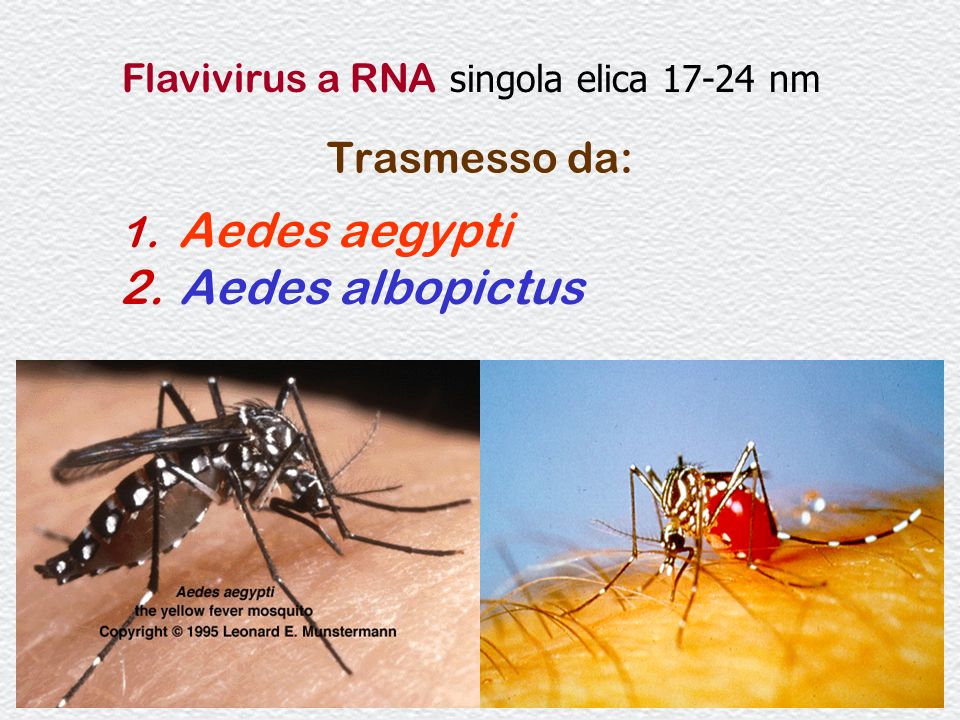 Aedes albopictus Trasmesso da: Aedes aegypti