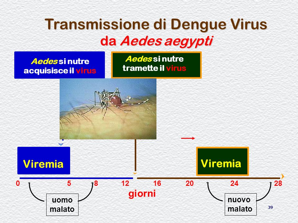 Transmissione di Dengue Virus da Aedes aegypti