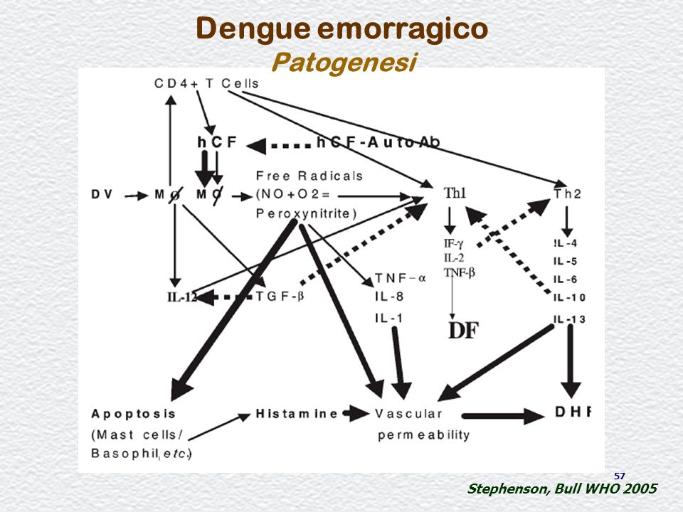Dengue emorragico Patogenesi Stephenson, Bull WHO 2005