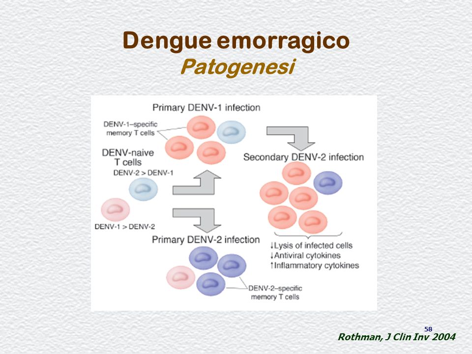 Dengue emorragico Patogenesi Rothman, J Clin Inv 2004