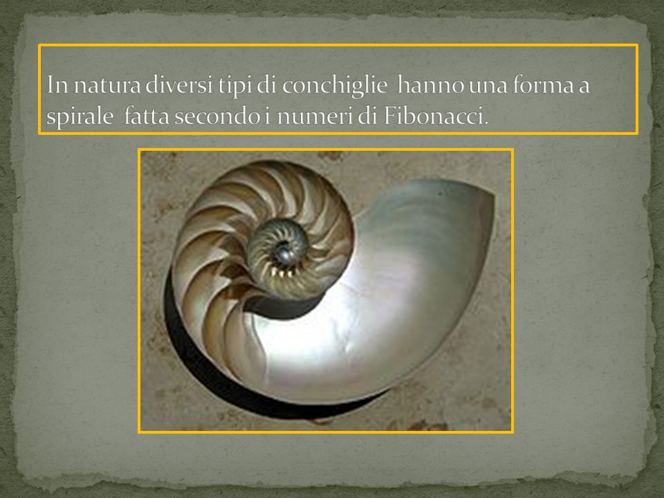 In natura diversi tipi di conchiglie hanno una forma a spirale fatta secondo i numeri di Fibonacci.