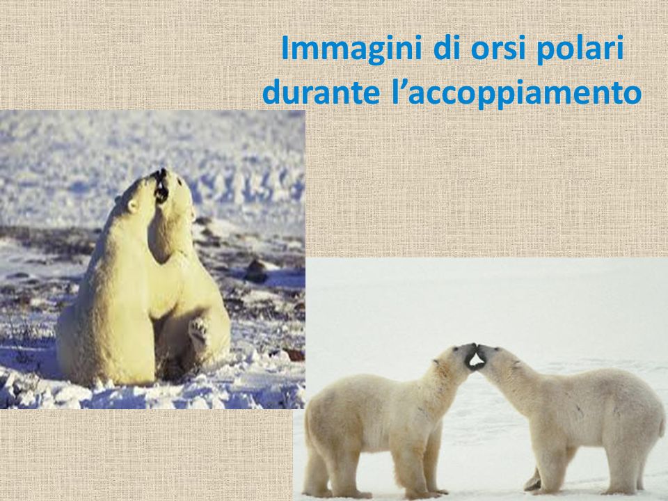 Immagini di orsi polari durante l’accoppiamento