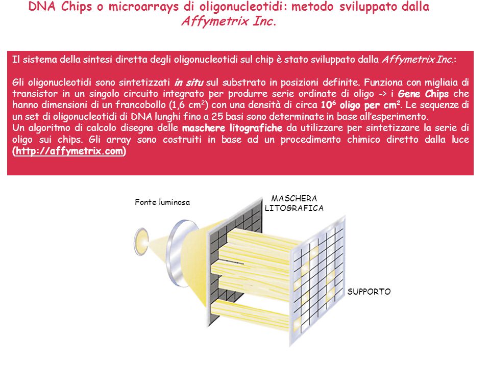 DNA Chips o microarrays di oligonucleotidi: metodo sviluppato dalla Affymetrix Inc.