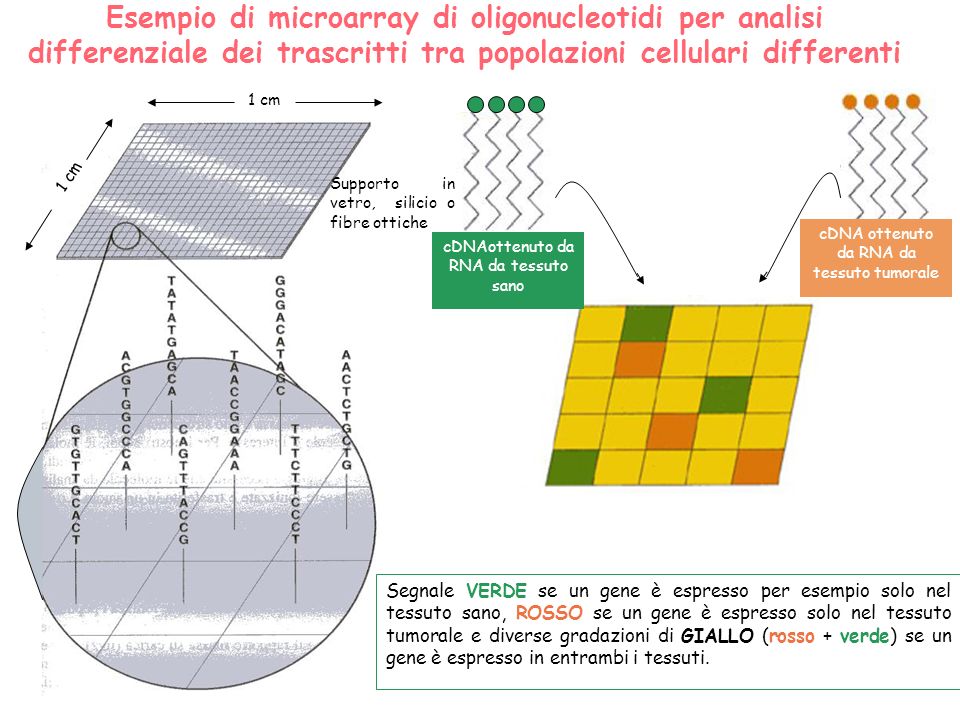 Esempio di microarray di oligonucleotidi per analisi differenziale dei trascritti tra popolazioni cellulari differenti