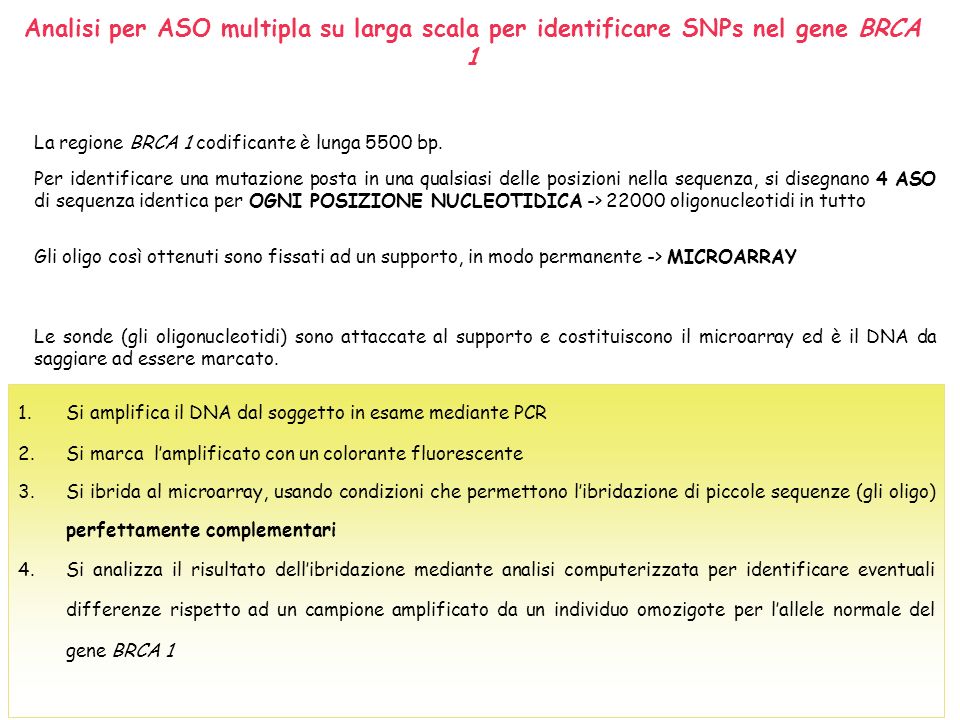Analisi per ASO multipla su larga scala per identificare SNPs nel gene BRCA 1