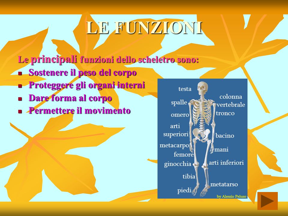 LE FUNZIONI Le principali funzioni dello scheletro sono:
