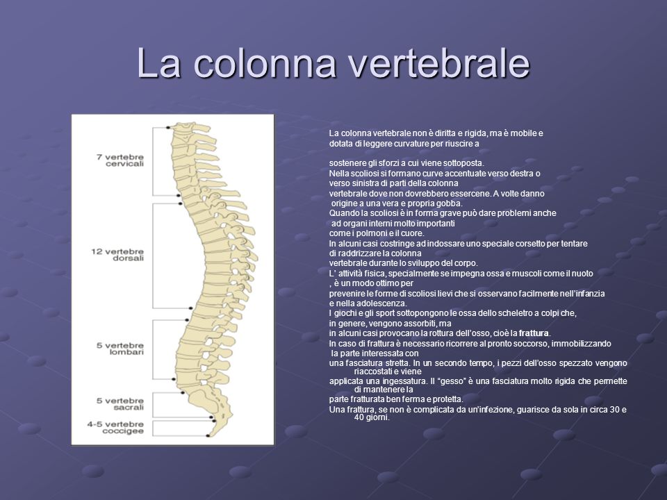 La colonna vertebrale La colonna vertebrale non è diritta e rigida, ma è mobile e. dotata di leggere curvature per riuscire a.