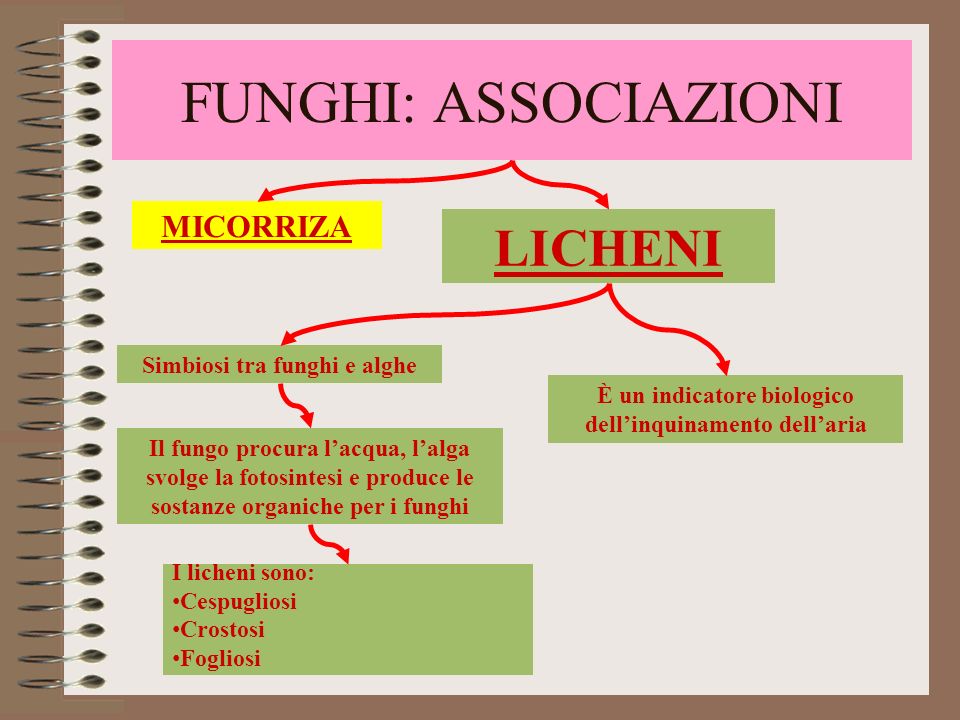 FUNGHI: ASSOCIAZIONI LICHENI MICORRIZA Simbiosi tra funghi e alghe