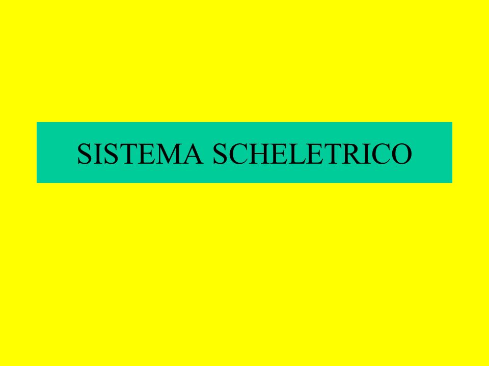 SISTEMA SCHELETRICO