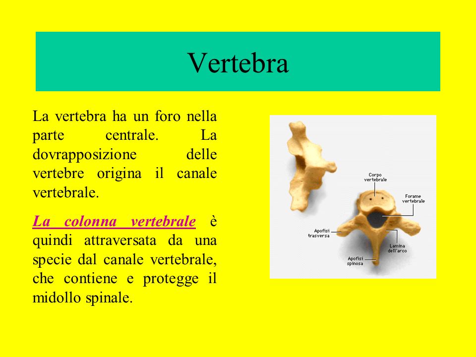 Vertebra La vertebra ha un foro nella parte centrale. La dovrapposizione delle vertebre origina il canale vertebrale.