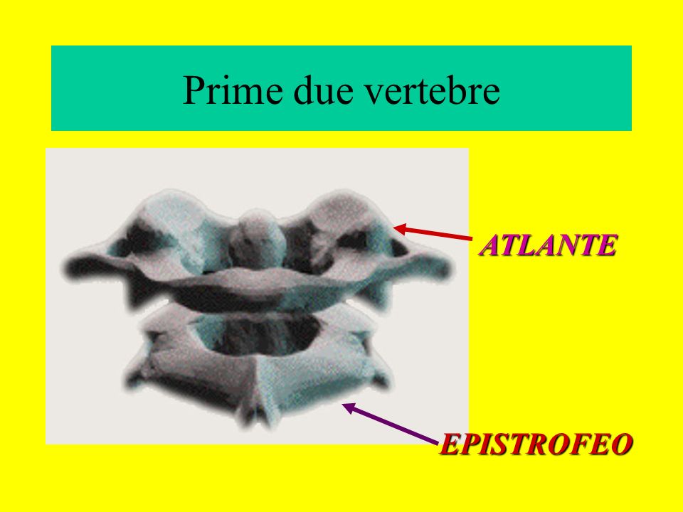 Prime due vertebre ATLANTE EPISTROFEO