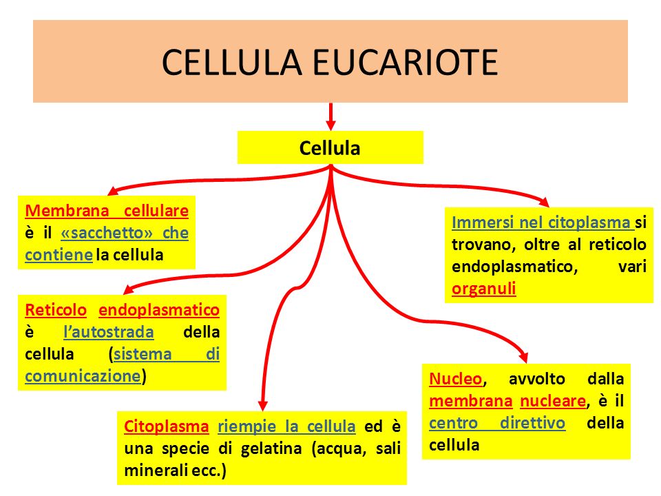CELLULA EUCARIOTE Cellula