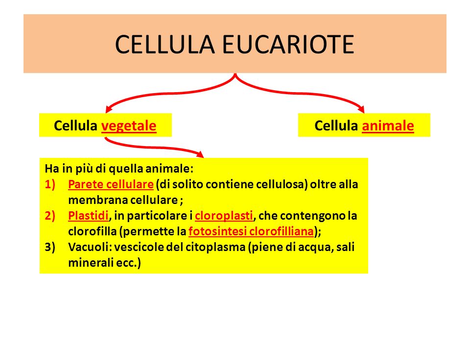 CELLULA EUCARIOTE Cellula vegetale Cellula animale
