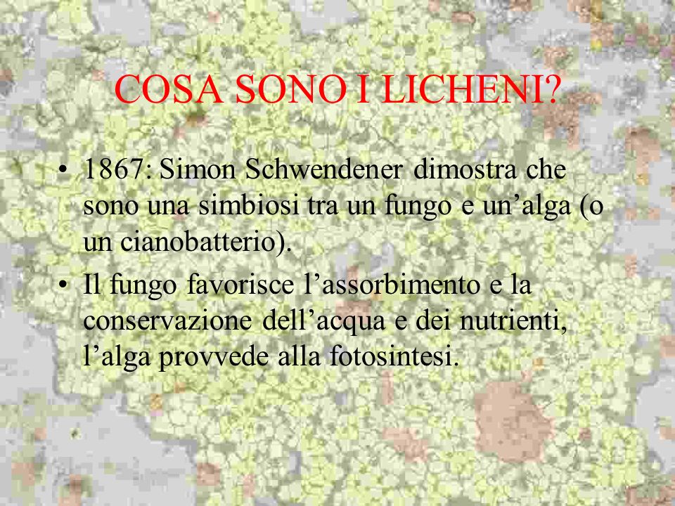 COSA SONO I LICHENI 1867: Simon Schwendener dimostra che sono una simbiosi tra un fungo e un’alga (o un cianobatterio).