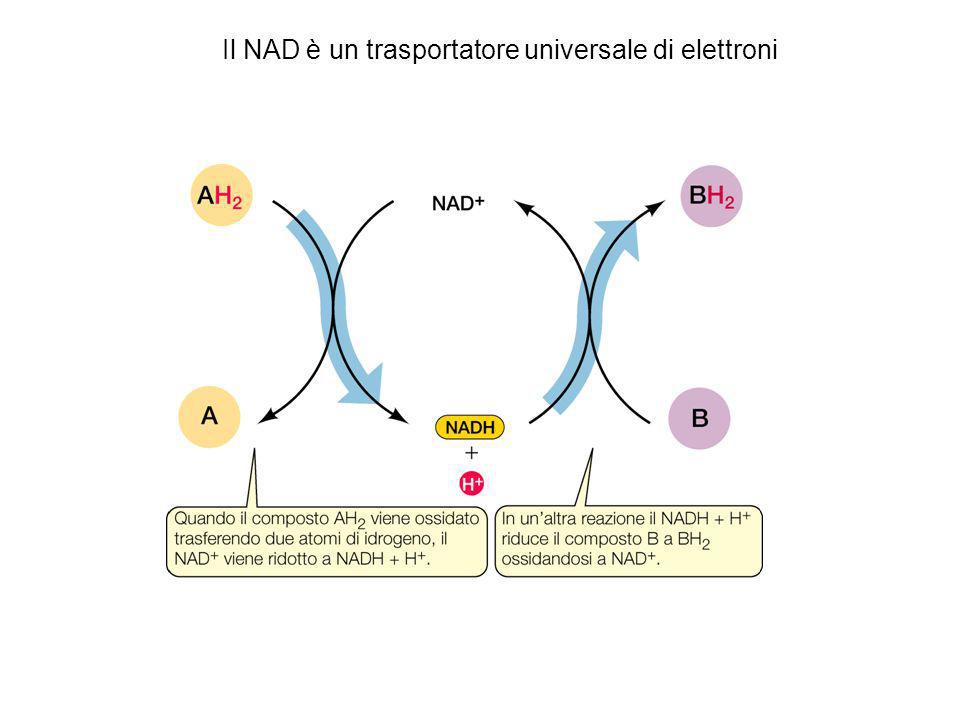 Il NAD è un trasportatore universale di elettroni