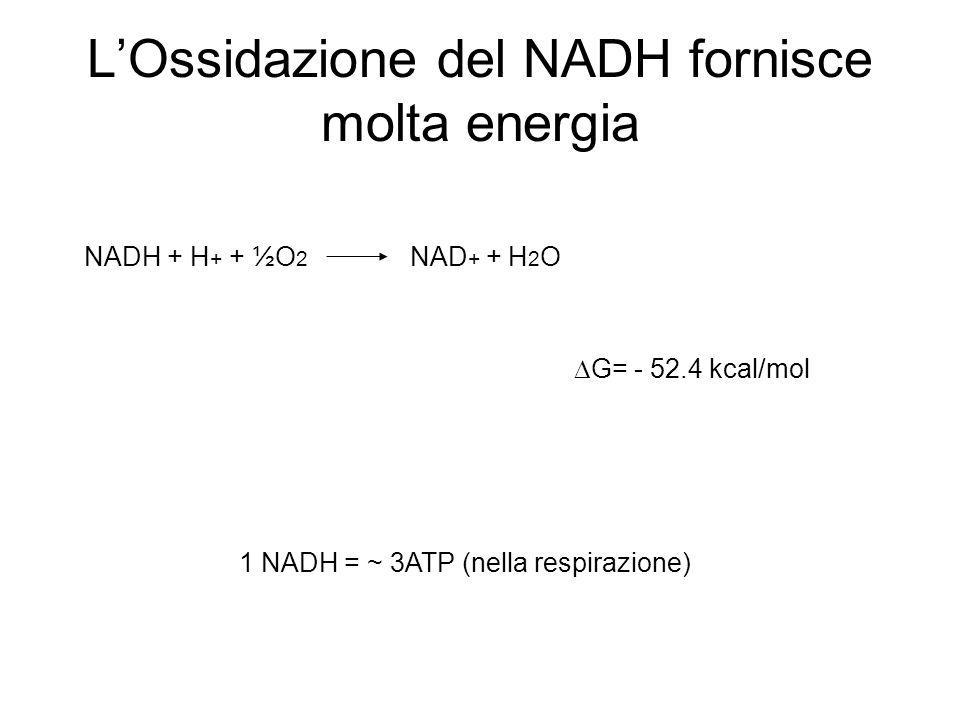L’Ossidazione del NADH fornisce molta energia