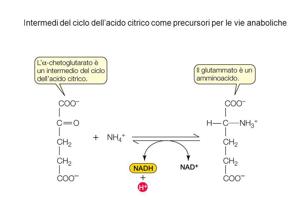 Intermedi del ciclo dell’acido citrico come precursori per le vie anaboliche